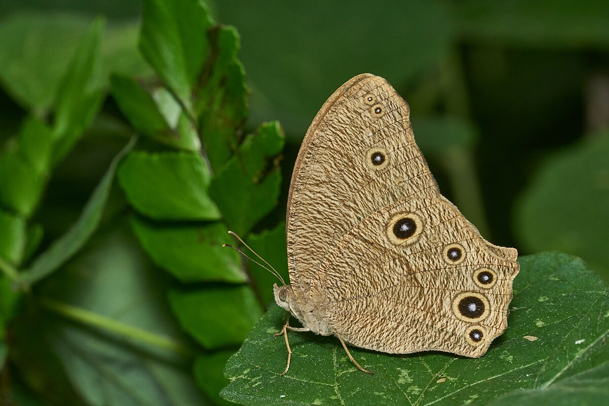 Melanitis leda